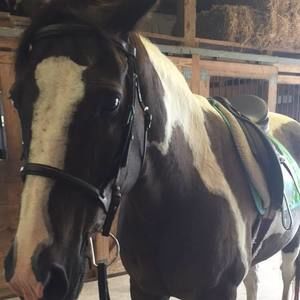 Meet your Posher, Alex